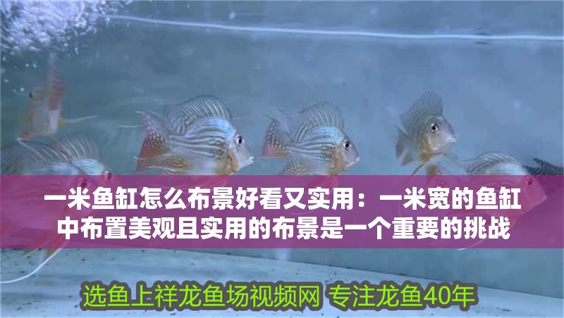 一米魚缸怎么布景好看又實用：一米寬的魚缸中布置美觀且實用的布景是一個重要的挑戰