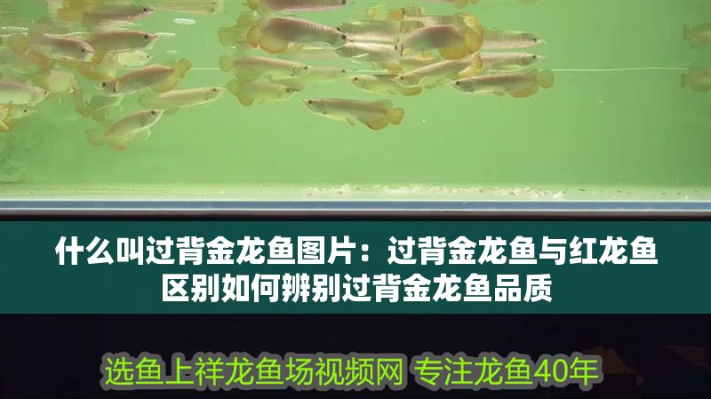 什么叫過背金龍魚圖片：過背金龍魚與紅龍魚區(qū)別如何辨別過背金龍魚品質