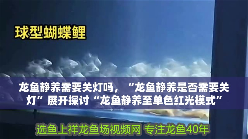 龍魚靜養需要關燈嗎，“龍魚靜養是否需要關燈”展開探討“龍魚靜養至單色紅光模式” 龍魚靜養需要關燈嗎，“龍魚靜養是否需要關燈”展開探討“龍魚靜養至單色紅光模式” 水族問答