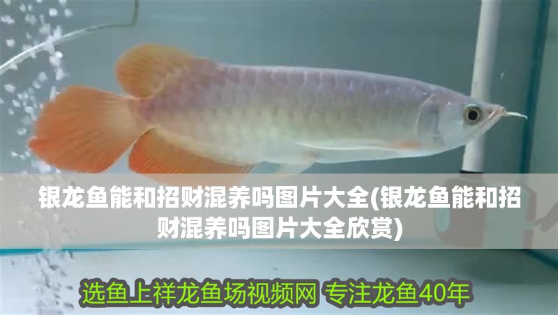 銀龍魚能和招財混養嗎圖片大全(銀龍魚能和招財混養嗎圖片大全欣賞)