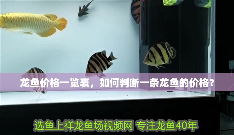 龍魚怕什么 龍魚價格一覽表,如何判斷一條龍魚的價格? 水族問答 龍魚價格一覽表,如何判斷一條龍魚的價格? 龍魚價格一覽表,如何判斷一條龍魚的價格? 水族問答