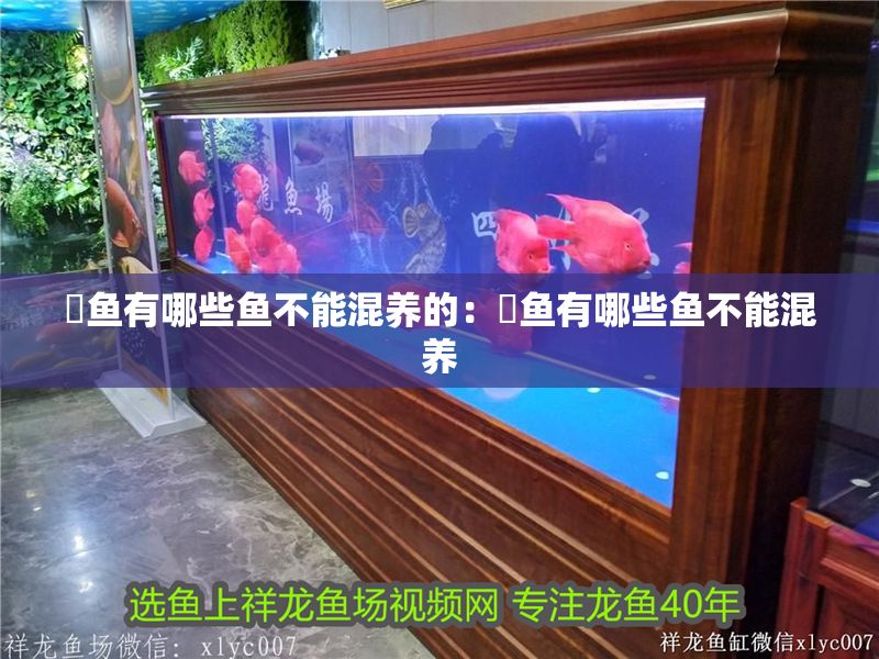 魟魚有哪些魚不能混養的：魟魚有哪些魚不能混養