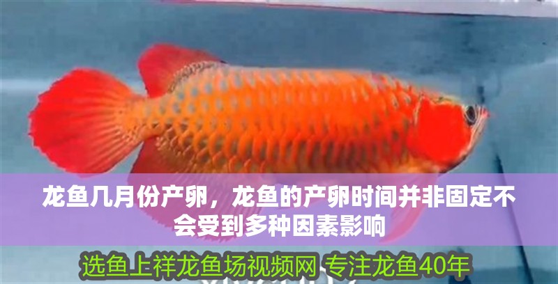 龍魚幾月份產卵，龍魚的產卵時間并非固定不會受到多種因素影響 龍魚幾月份產卵，龍魚的產卵時間并非固定不會受到多種因素影響 水族問答