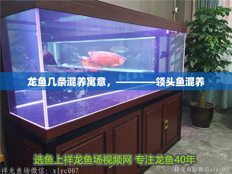 龍魚幾條混養寓意，————領頭魚混養 龍魚幾條混養寓意，————領頭魚混養 水族問答