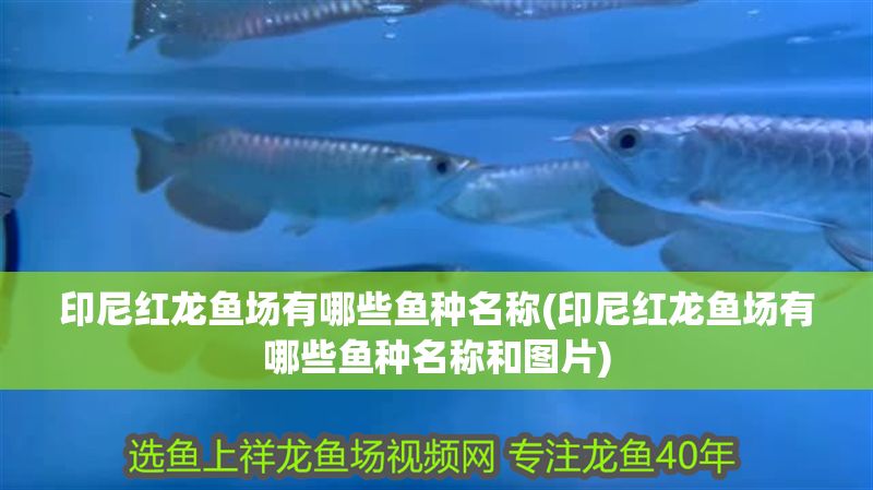 印尼紅龍魚場有哪些魚種名稱(印尼紅龍魚場有哪些魚種名稱和圖片) 紅龍魚百科 第1張 印尼紅龍魚場有哪些魚種名稱(印尼紅龍魚場有哪些魚種名稱和圖片) 印尼紅龍魚場有哪些魚種名稱(印尼紅龍魚場有哪些魚種名稱和圖片) 紅龍魚百科 第1張