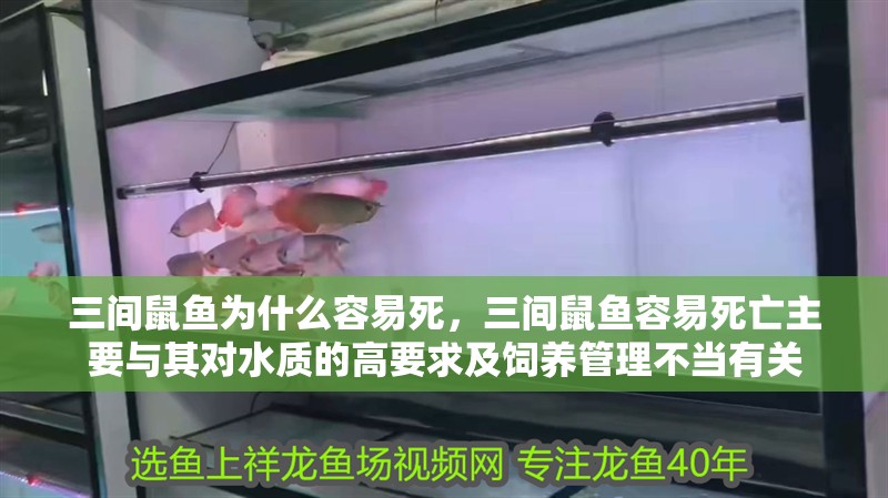 三間鼠魚為什么容易死，三間鼠魚容易死亡主要與其對水質(zhì)的高要求及飼養(yǎng)管理不當有關