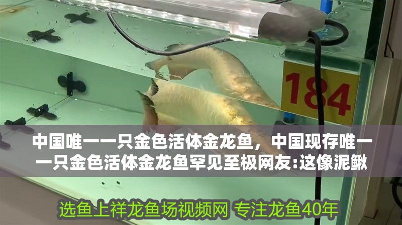 中國(guó)唯一一只金色活體金龍魚，中國(guó)現(xiàn)存唯一一只金色活體金龍魚罕見(jiàn)至極網(wǎng)友:這像泥鰍