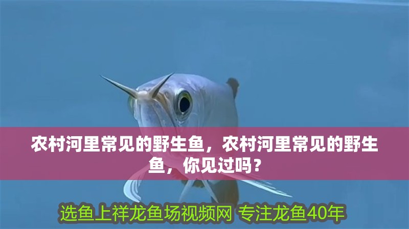 龍魚怕什么 農村河里常見的野生魚,農村河里常見的野生魚,你見過嗎? 龍魚論壇 農村河里常見的野生魚,農村河里常見的野生魚,你見過嗎? 農村河里常見的野生魚,農村河里常見的野生魚,你見過嗎? 龍魚論壇