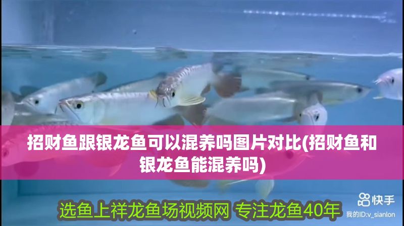 招財魚跟銀龍魚可以混養嗎圖片對比(招財魚和銀龍魚能混養嗎)