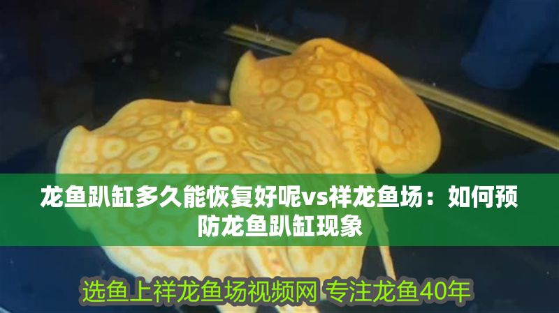 龍魚趴缸多久能恢復好呢vs祥龍魚場：如何預防龍魚趴缸現象