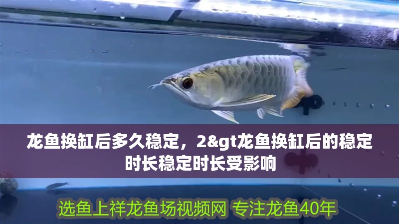 龍魚換缸后多久穩定，2&gt龍魚換缸后的穩定時長穩定時長受影響 龍魚換缸后多久穩定，2&gt龍魚換缸后的穩定時長穩定時長受影響 水族問答