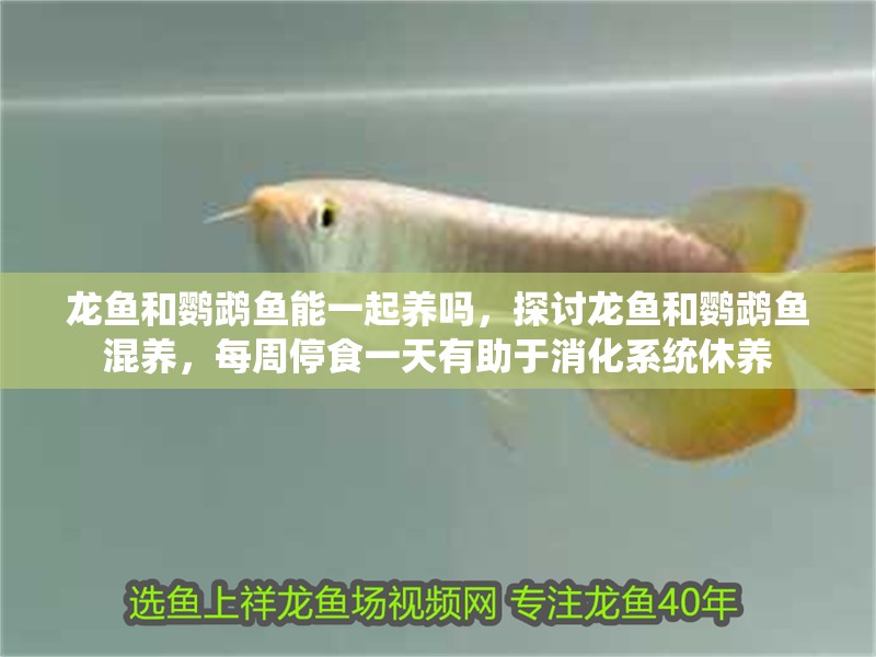 龍魚(yú)和鸚鵡魚(yú)能一起養(yǎng)嗎，探討龍魚(yú)和鸚鵡魚(yú)混養(yǎng)，每周停食一天有助于消化系統(tǒng)休養(yǎng)