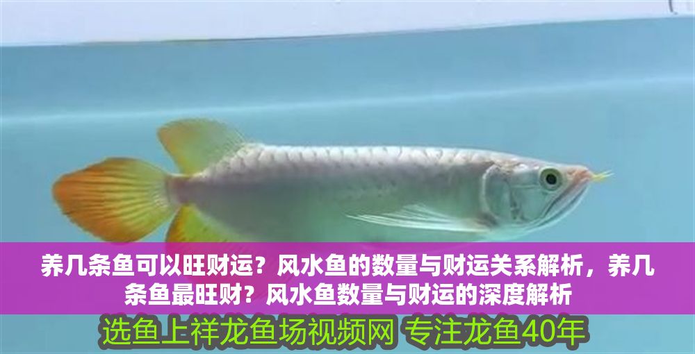 養幾條魚可以旺財運？風水魚的數量與財運關系解析，養幾條魚最旺財？風水魚數量與財運的深度解析