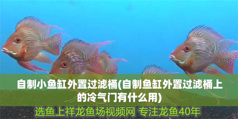 自制小魚缸外置過濾桶(自制魚缸外置過濾桶上的冷氣門有什么用) 自制小魚缸外置過濾桶(自制魚缸外置過濾桶上的冷氣門有什么用) 黃金貓魚百科 第1張