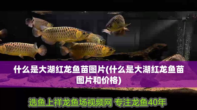 什么是大湖紅龍魚苗圖片(什么是大湖紅龍魚苗圖片和價格)