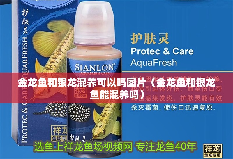 金龍魚和銀龍混養(yǎng)可以嗎圖片（金龍魚和銀龍魚能混養(yǎng)嗎）