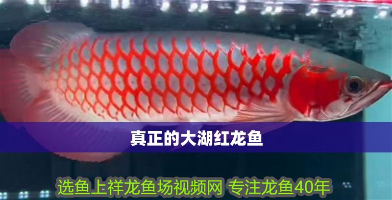 詳細(xì)閱讀:真正的大湖紅龍魚 真正的大湖紅龍魚
