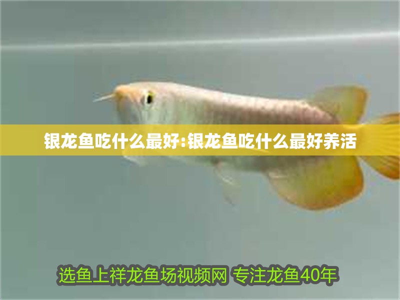銀龍魚吃什么最好:銀龍魚吃什么最好養(yǎng)活