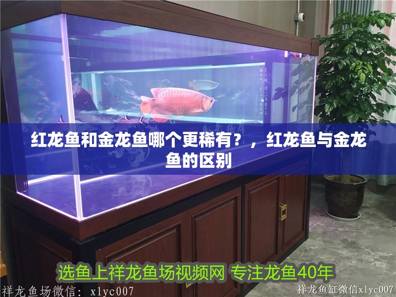 紅龍魚(yú)和金龍魚(yú)哪個(gè)更稀有？，紅龍魚(yú)與金龍魚(yú)的區(qū)別 紅龍魚(yú)和金龍魚(yú)哪個(gè)更稀有？，紅龍魚(yú)與金龍魚(yú)的區(qū)別 龍魚(yú)百科