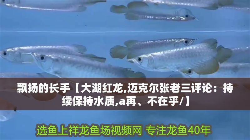 飄揚的長手【大湖紅龍,邁克爾張老三評論：持續保持水質,a再、不在乎/】 飄揚的長手【大湖紅龍,邁克爾張老三評論：持續保持水質,a再、不在乎/】 大湖紅龍魚百科 第2張