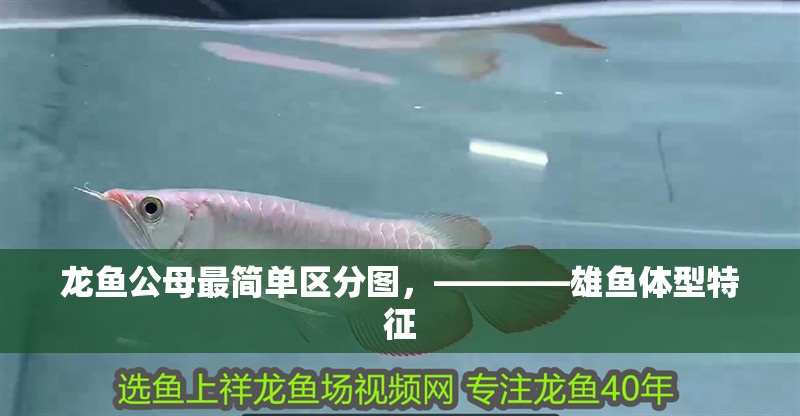 龍魚公母最簡單區分圖，————雄魚體型特征 龍魚公母最簡單區分圖，————雄魚體型特征 水族問答