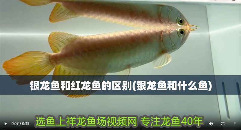 銀龍魚(yú)和紅龍魚(yú)的區(qū)別(銀龍魚(yú)和什么魚(yú))