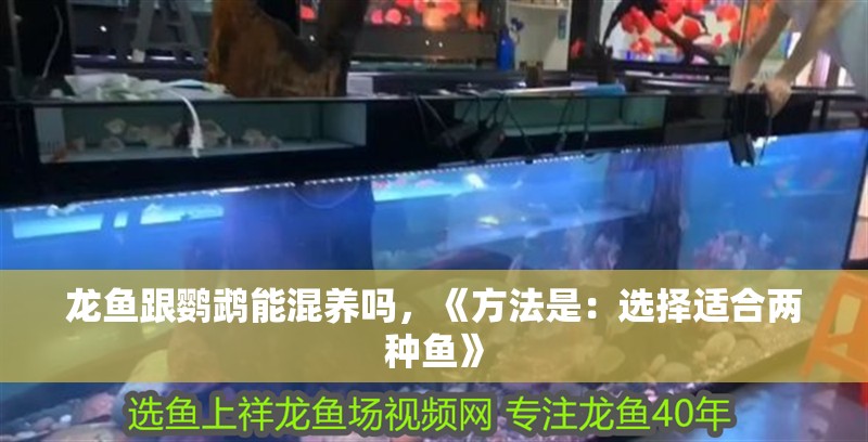 龍魚跟鸚鵡能混養(yǎng)嗎，《方法是：選擇適合兩種魚》