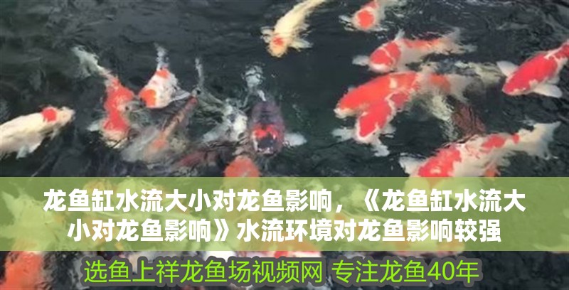 龍魚缸水流大小對龍魚影響，《龍魚缸水流大小對龍魚影響》水流環境對龍魚影響較強