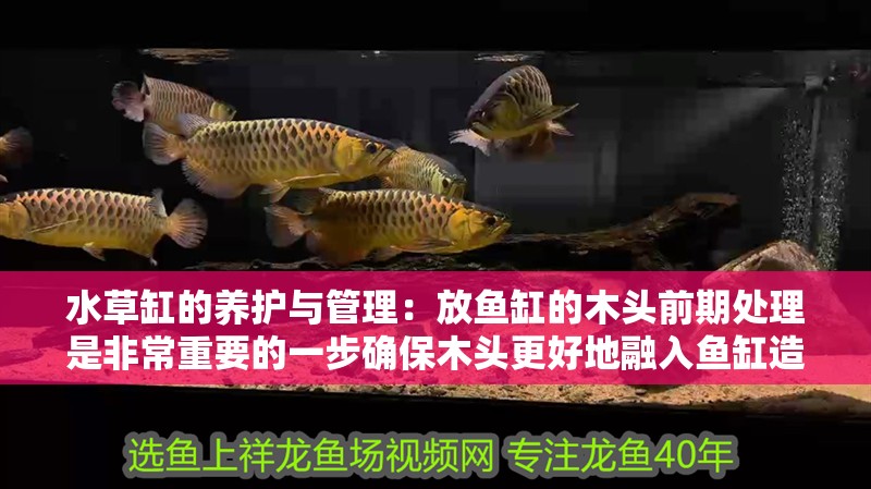 水草缸的養(yǎng)護(hù)與管理：放魚(yú)缸的木頭前期處理是非常重要的一步確保木頭更好地融入魚(yú)缸造景