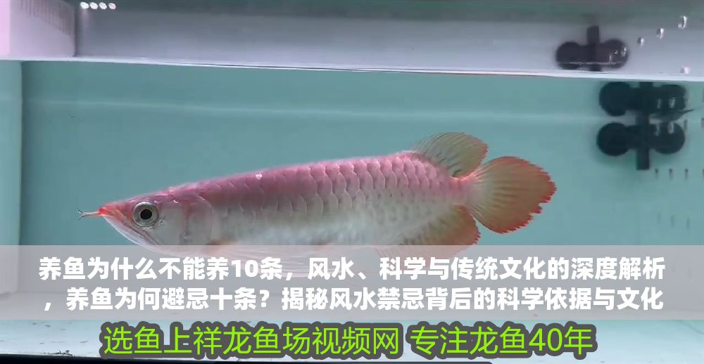 養(yǎng)魚為什么不能養(yǎng)10條，風水、科學與傳統(tǒng)文化的深度解析，養(yǎng)魚為何避忌十條？揭秘風水禁忌背后的科學依據(jù)與文化淵源