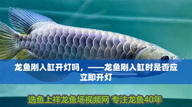 龍魚剛入缸開燈嗎，——龍魚剛入缸時是否應立即開燈 龍魚剛入缸開燈嗎，——龍魚剛入缸時是否應立即開燈 水族問答