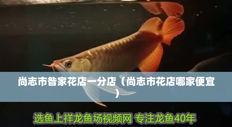 尚志市昝家花店一分店（尚志市花店哪家便宜）