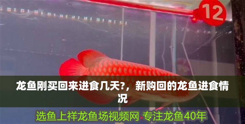 龍魚剛買回來進食幾天?，新購回的龍魚進食情況 龍魚剛買回來進食幾天?，新購回的龍魚進食情況 水族問答
