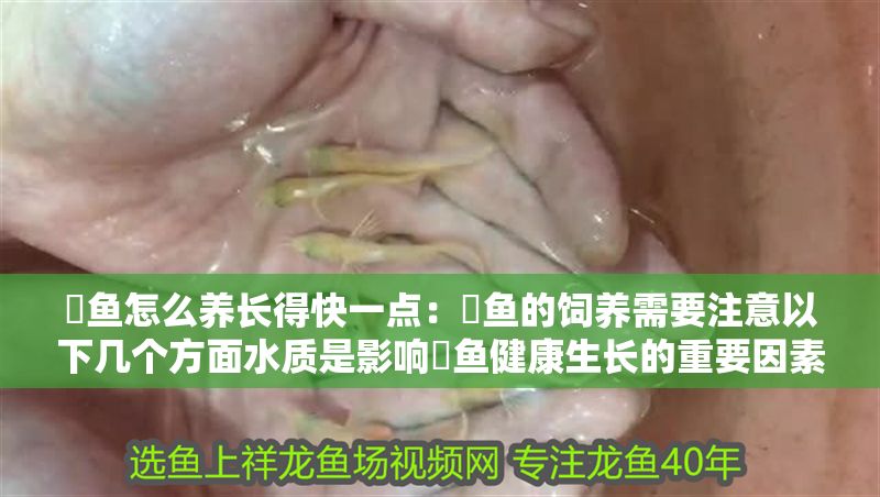 魟魚怎么養長得快一點：魟魚的飼養需要注意以下幾個方面水質是影響魟魚健康生長的重要因素 魟魚怎么養長得快一點：魟魚的飼養需要注意以下幾個方面水質是影響魟魚健康生長的重要因素 魟魚百科 第2張