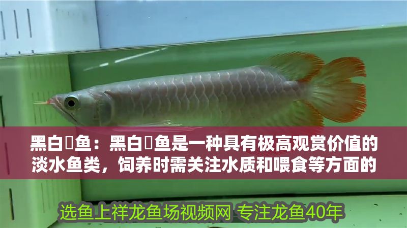 黑白魟魚：黑白魟魚是一種具有極高觀賞價值的淡水魚類，飼養時需關注水質和喂食等方面的問題
