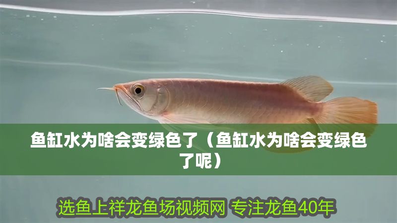 魚缸水為啥會變綠色了（魚缸水為啥會變綠色了呢）