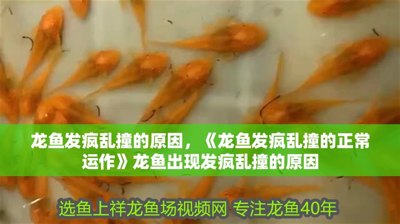 龍魚發瘋亂撞的原因，《龍魚發瘋亂撞的正常運作》龍魚出現發瘋亂撞的原因 龍魚發瘋亂撞的原因，《龍魚發瘋亂撞的正常運作》龍魚出現發瘋亂撞的原因 水族問答