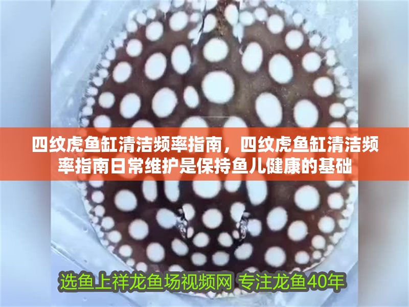 四紋虎魚缸清潔頻率指南,四紋虎魚缸清潔頻率指南日常維護是保持魚兒健康的基礎 虎魚百科 第2張 四紋虎魚缸清潔頻率指南,四紋虎魚缸清潔頻率指南日常維護是保持魚兒健康的基礎 四紋虎魚缸清潔頻率指南,四紋虎魚缸清潔頻率指南日常維護是保持魚兒健康的基礎 虎魚百科 第2張