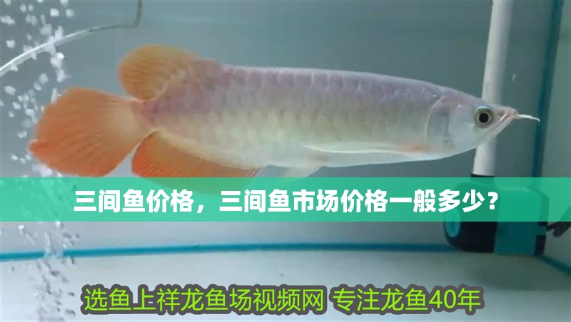 三間魚價格，三間魚市場價格一般多少？
