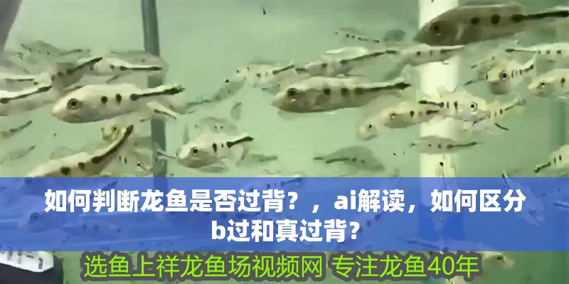 如何判斷龍魚是否過背？，ai解讀，如何區分b過和真過背？