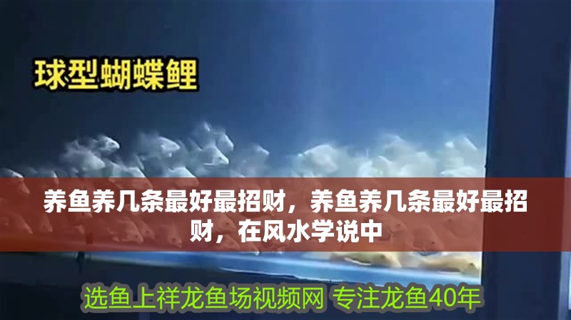 養(yǎng)魚養(yǎng)幾條最好最招財(cái)，養(yǎng)魚養(yǎng)幾條最好最招財(cái)，在風(fēng)水學(xué)說中