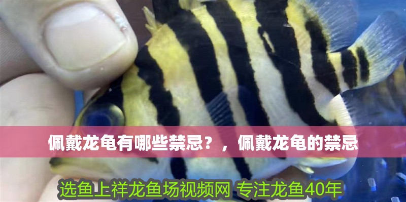 佩戴龍龜有哪些禁忌？，佩戴龍龜的禁忌 佩戴龍龜有哪些禁忌？，佩戴龍龜的禁忌 龍魚論壇