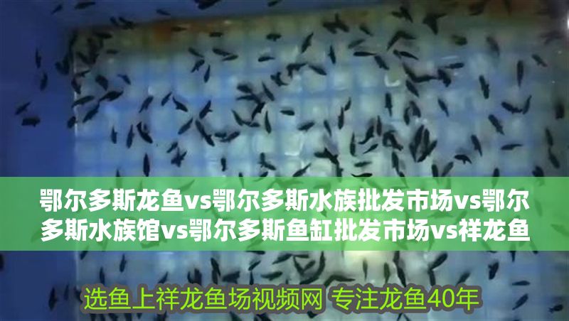 鄂爾多斯龍魚vs鄂爾多斯水族批發(fā)市場(chǎng)vs鄂爾多斯水族館vs鄂爾多斯魚缸批發(fā)市場(chǎng)vs祥龍魚場(chǎng)：鄂爾多斯龍魚、水族批發(fā)市場(chǎng)、水族館以及魚缸批發(fā)市場(chǎng)信息