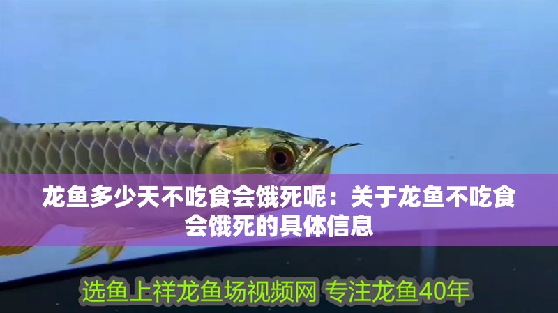 龍魚多少天不吃食會餓死呢：關于龍魚不吃食會餓死的具體信息