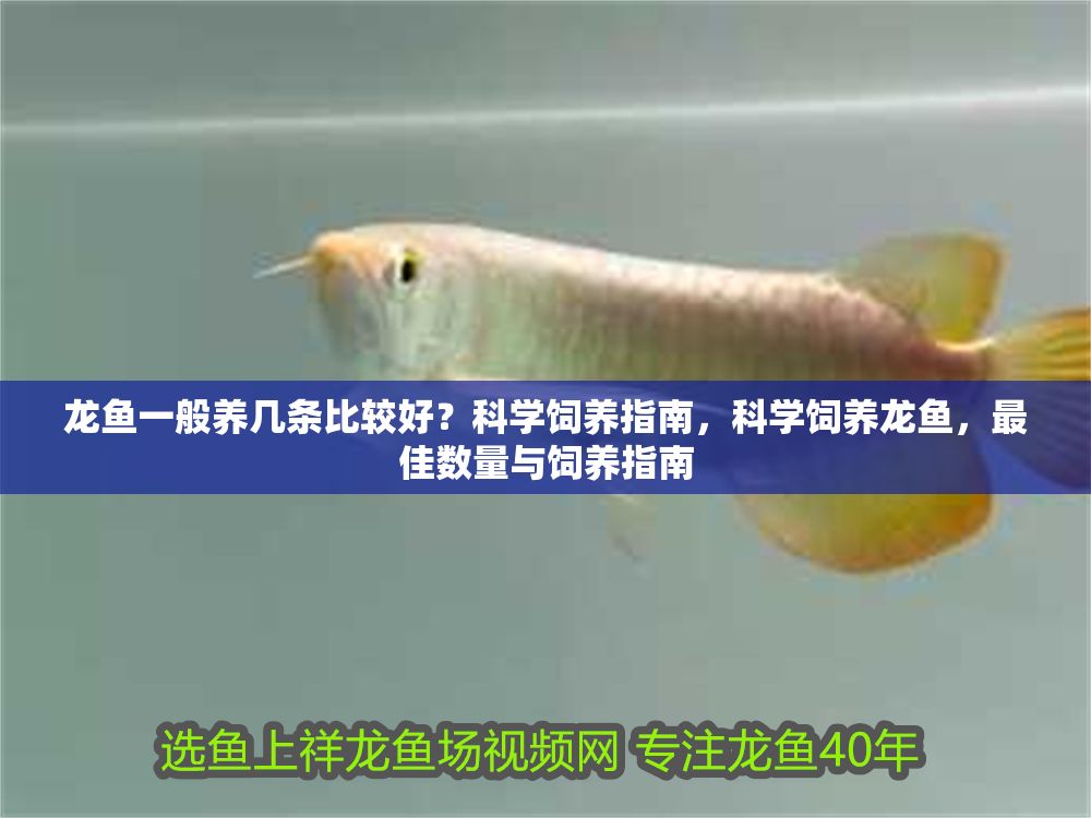 龍魚一般養幾條比較好？科學飼養指南，科學飼養龍魚，最佳數量與飼養指南
