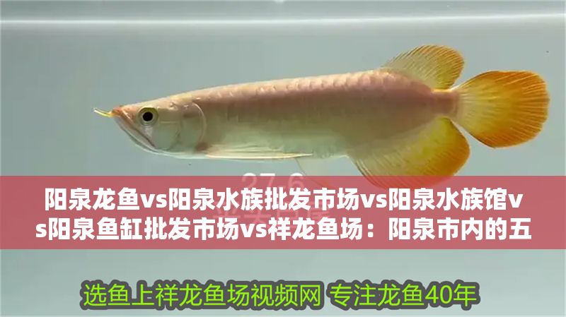陽泉龍魚vs陽泉水族批發市場vs陽泉水族館vs陽泉魚缸批發市場vs祥龍魚場：陽泉市內的五個主要魚類養殖與銷售場所