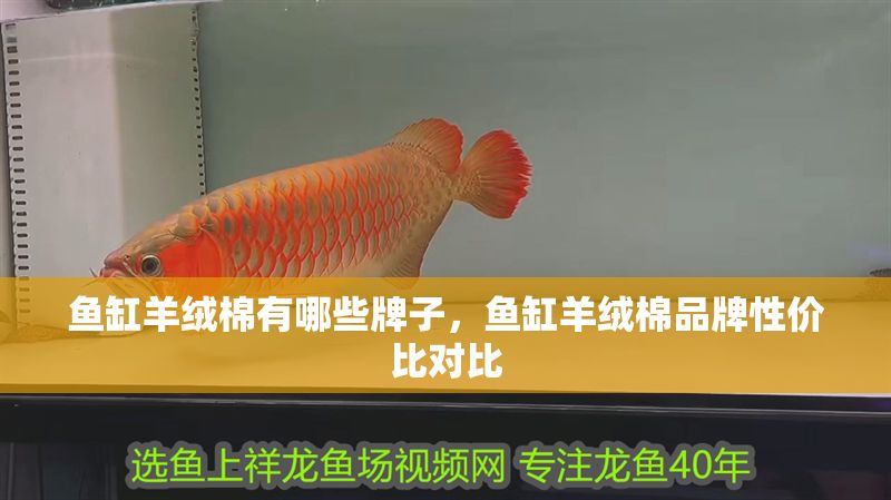 魚缸羊絨棉有哪些牌子，魚缸羊絨棉品牌性價比對比