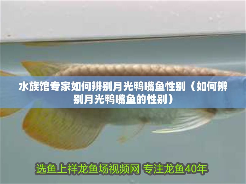 水族館專家如何辨別月光鴨嘴魚(yú)性別（如何辨別月光鴨嘴魚(yú)的性別）