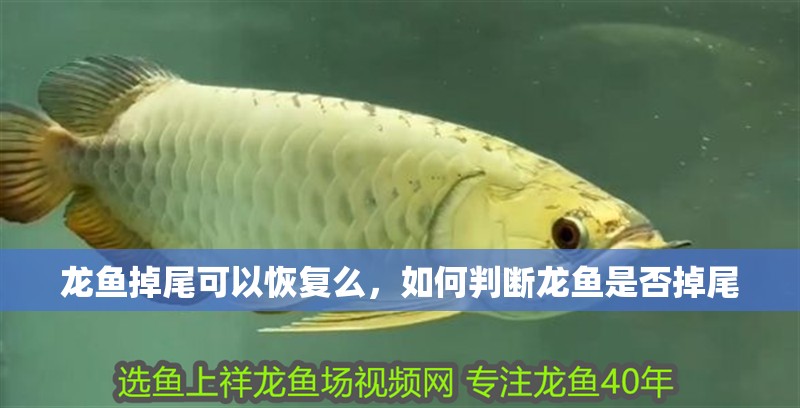 龍魚掉尾可以恢復么，如何判斷龍魚是否掉尾