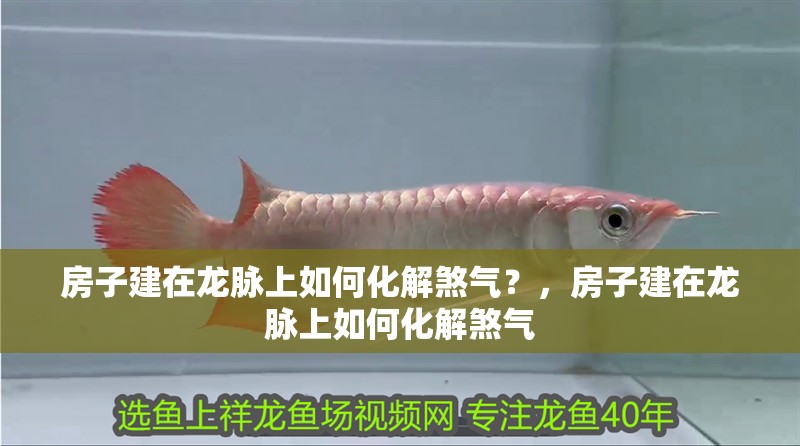 房子建在龍脈上如何化解煞氣？，房子建在龍脈上如何化解煞氣 房子建在龍脈上如何化解煞氣？，房子建在龍脈上如何化解煞氣 龍魚論壇